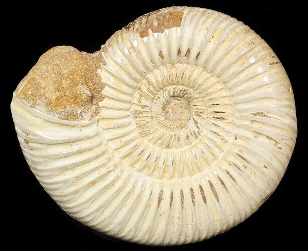 Perisphinctes Ammonite - Jurassic #45408